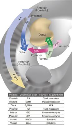 How might we build limbs in vitro informed by the modular aspects and tissue-dependency in limb development?